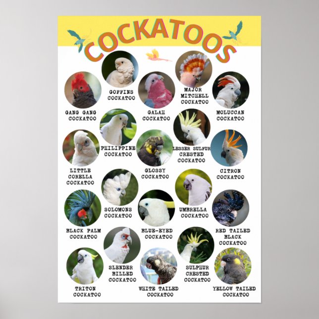 Le Monde des Cockatoos - Poster imprimable - B2 et (Devant)