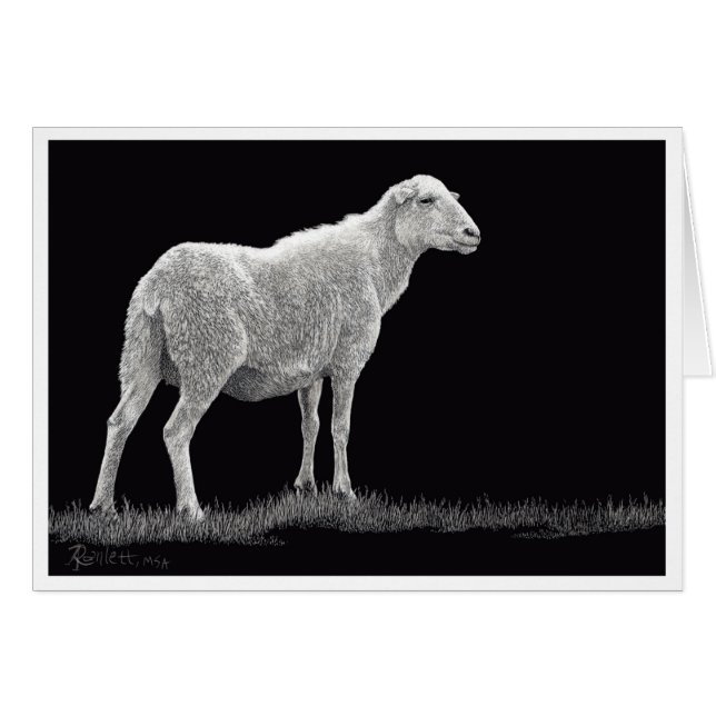 Le mouton de Storm (Devant Horizontal)