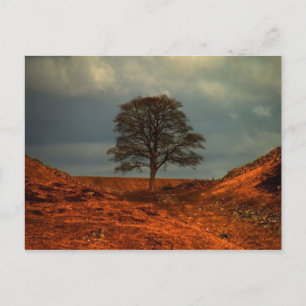 Le mur d'Hadrien Sycamore Gap - Carte postale