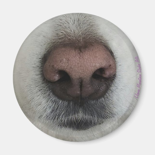 Le nez connaît le noeud de chien #2 aimant (Devant)