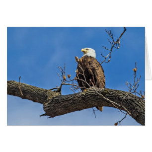 Le Noble aigle des chauves-souris