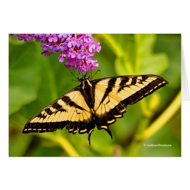 Le papillon Swallowtail sur le papillon Bush (Devant horizontal)