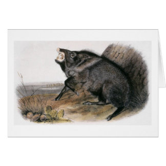 Le Peccary colleté d'Audubon