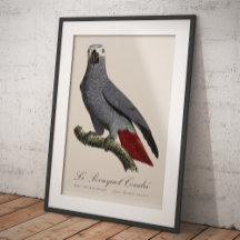 Le Perroquet Cendre - Illustration aus dem 19. Jah
