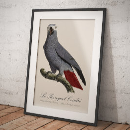 Le Perroquet Cendre - Illustration aus dem 19. Jah Fotodruck