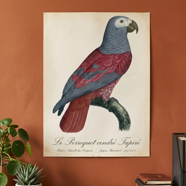 Le Perroquet cendre Tapire Poster (African Grey Parrot Red Factor Psittacus Erithacus. Poster)