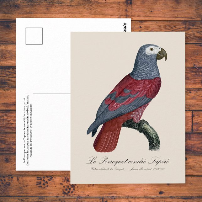 Le Perroquet cendre Tapire Postkarte (African Grey Parrot Red Factor Psittacus Erithacus. Postcard)