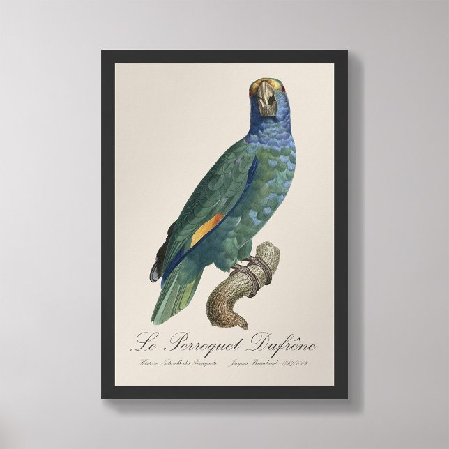 Le Perroquet Dufrene / Blaupecker Amazon Fotodruck (Von Creator hochgeladen)