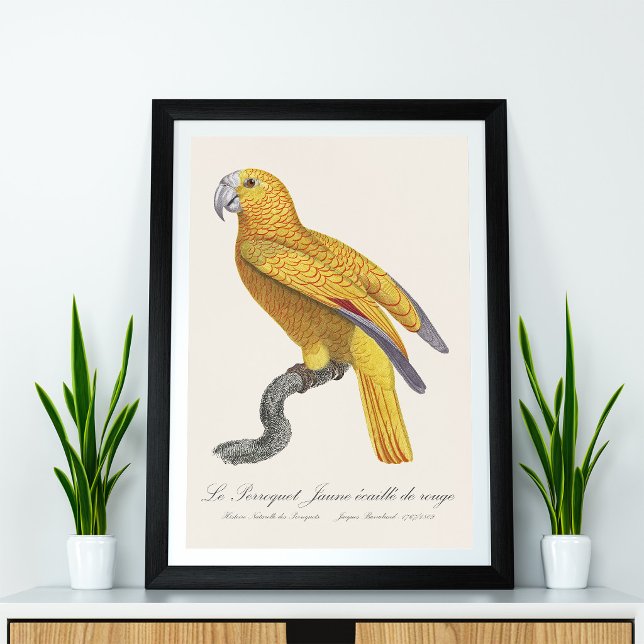 Le Perroquet Jaune ecaille de rouge Fotodruck (Le Perroquet Jaune ecaille de rouge. Photo Print)