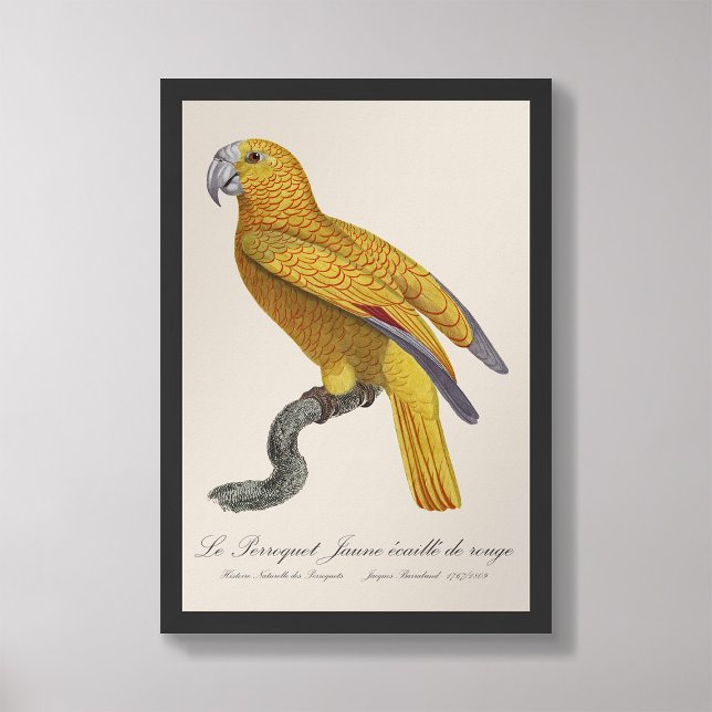 Le Perroquet Jaune ecaille de rouge Fotodruck (Von Creator hochgeladen)