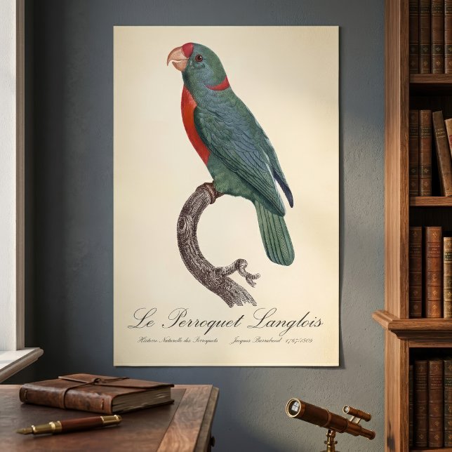 Le Perroquet Langlois Poster (Le Perroquet Langlois by Jacques Barraband. Poster )