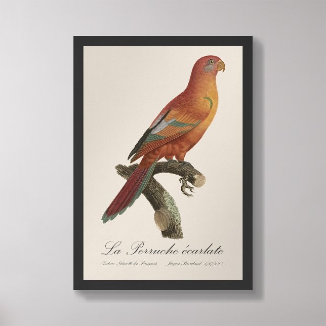 Le Perruche ecarlate Fotodruck (Von Creator hochgeladen)