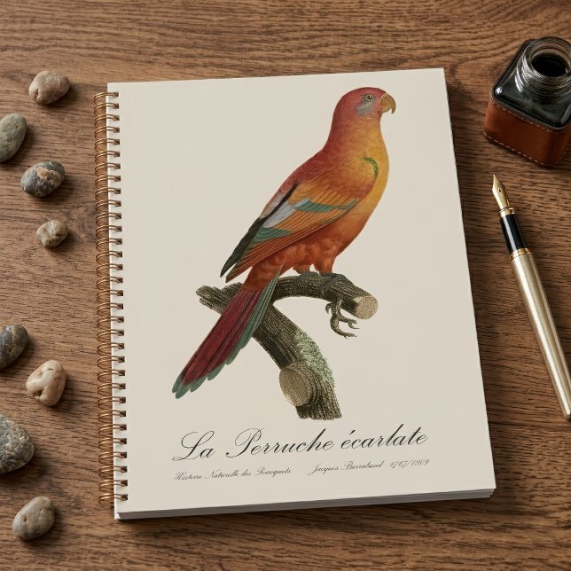 Le Perruche ecarlate Planer (Red Lory or Eos Bornea, Trichoglossus borneus. Planner)