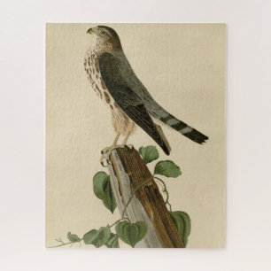 Le Petit Caporal (Merlin) Audubon Birds of America