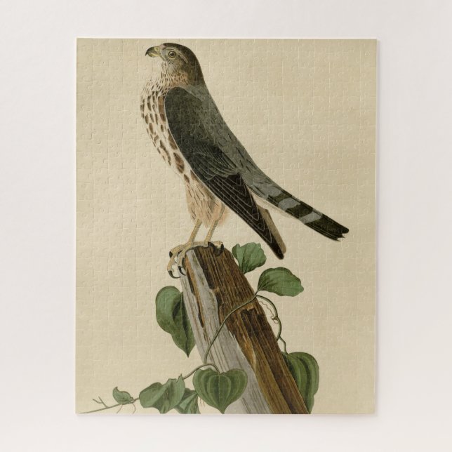 Le Petit Caporal (Merlin) Audubon Birds of America (Vertikal)