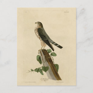 Le Petit Caporal (Merlin) Audubon Birds of America Postkarte