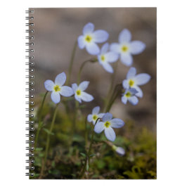 Le petit pourpre de Bluets fleurit le carnet de