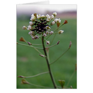 Le porte-monnaie du berger