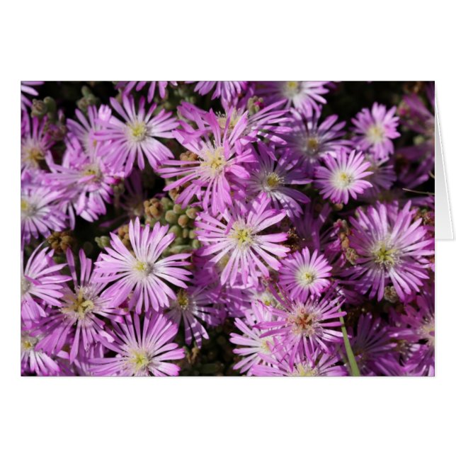 Le pourpre fleurit la carte vierge (Devant horizontal)