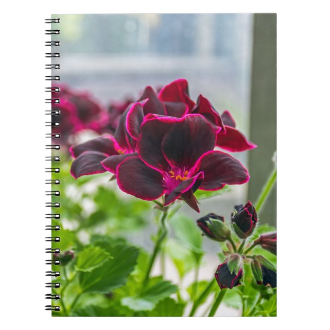 Le pourpre fleurit le carnet (Devant)