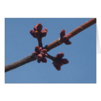 Le printemps commence à émerger