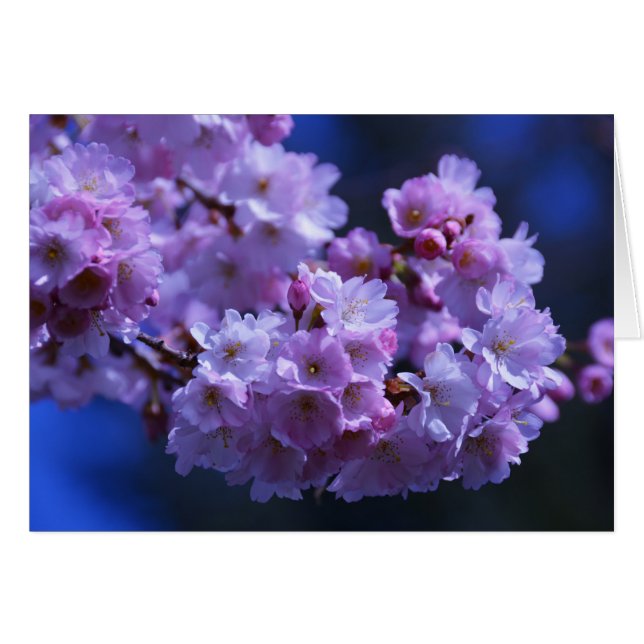 Le printemps est là ! (Devant horizontal)