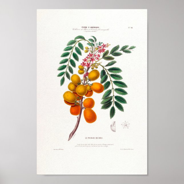 Le Prunier Du Chili Brasilianischer Pflaumenbaum B Poster (Vorne)