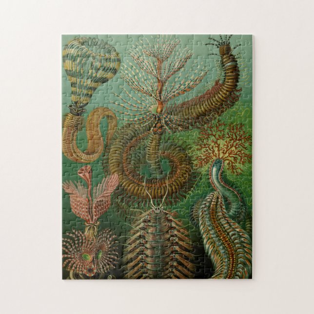 Le puzzle Chaetopoda de Haeckel (Vertical)