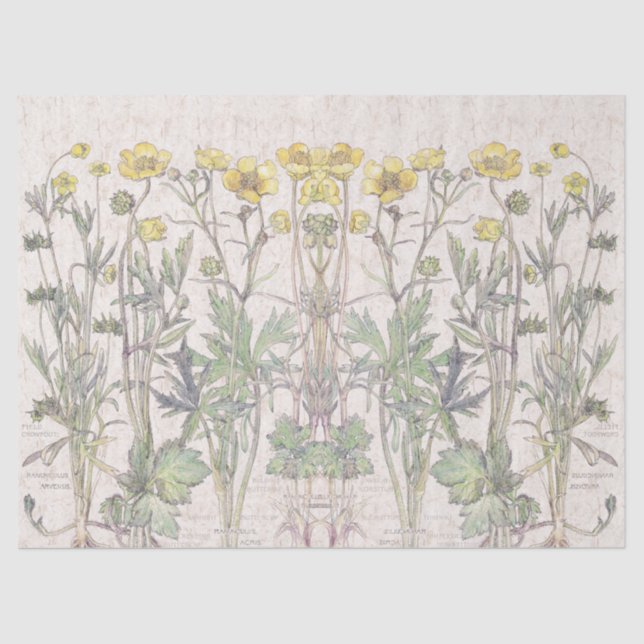 Le Ranunculus botanique fleurit le papier de soie (Recto)