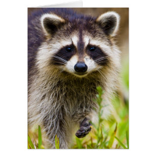 Le raton laveur, Procyon lotor