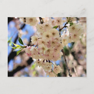 Le ressort rose se développe carte postale de