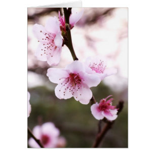 Le ressort se développe carte