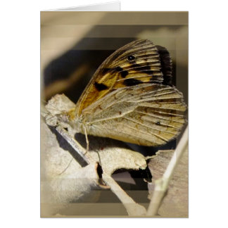 Le rêve papillon