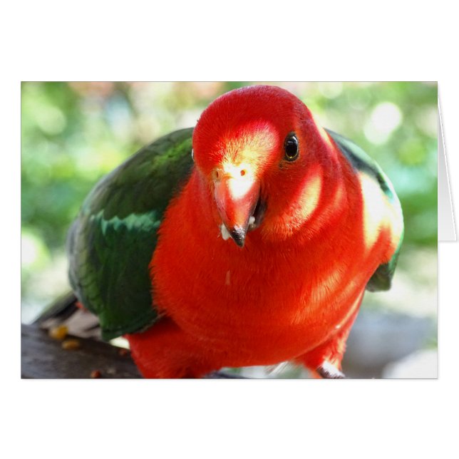 Le roi australien Parrot (Devant horizontal)