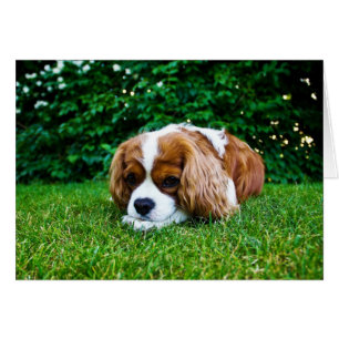 Le roi Cavalier Charles Spaniel Blenheim en herbe
