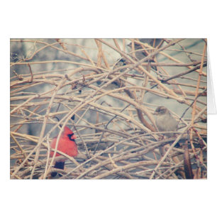 Le rouge dans un hiver de rêve, le cardinal et le 