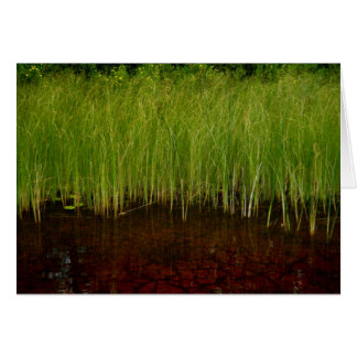 Le sanctuaire d'arêtes