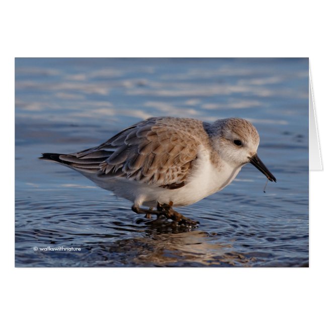 Le Sanderling Parcourt Les Eaux D'Eau (Devant horizontal)
