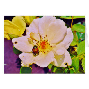 Le scarabée japonais sur la rose blanche