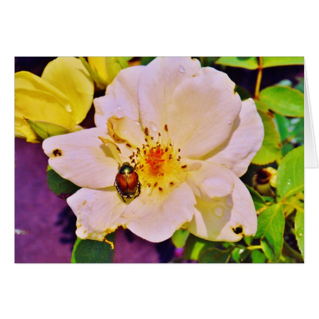 Le scarabée japonais sur la rose blanche (Devant horizontal)