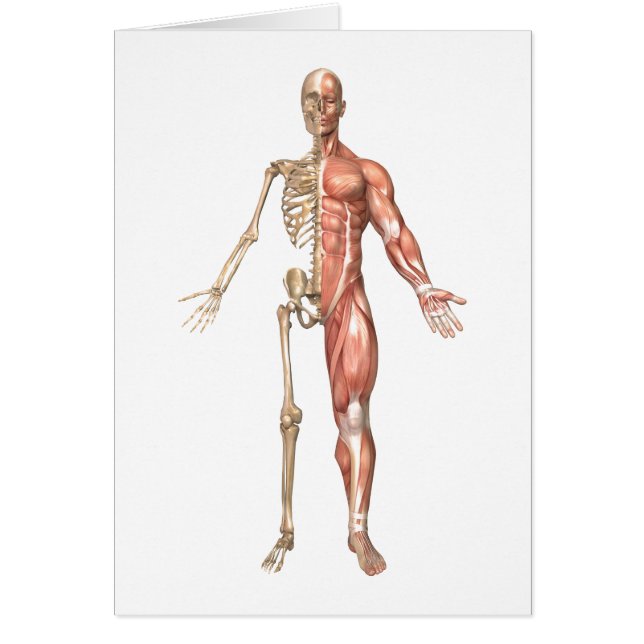 Le Squelette Humain Et Le Système Musculaire, Avan (Devant)
