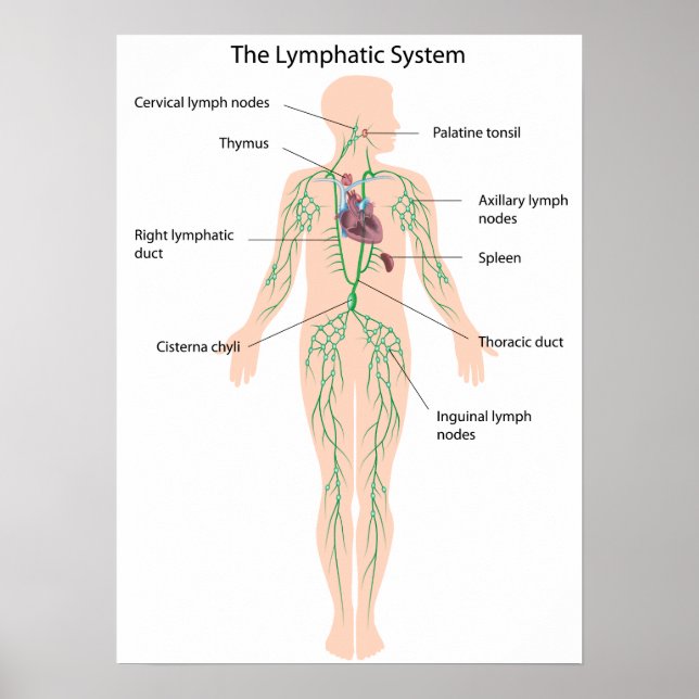 Le système lymphatique étiqueté Poster (Devant)