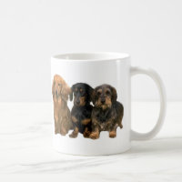 Le teckel adorent la tasse