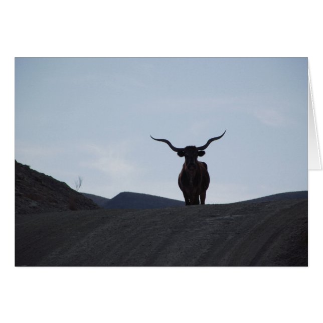 Le Texas Longhorn (Devant horizontal)