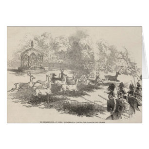 Le tir de cerfs communs chez Gotha