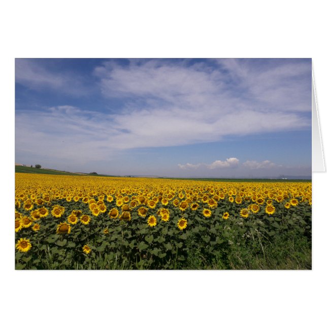 Le tournesol met en place la carte vierge (Devant horizontal)