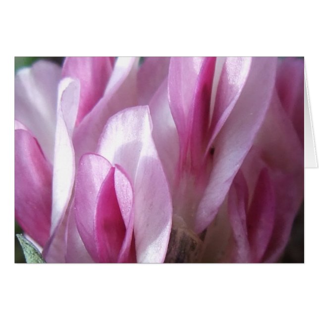 Le trèfle de la parade (Devant Horizontal)