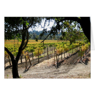 Le vignoble de Sonoma