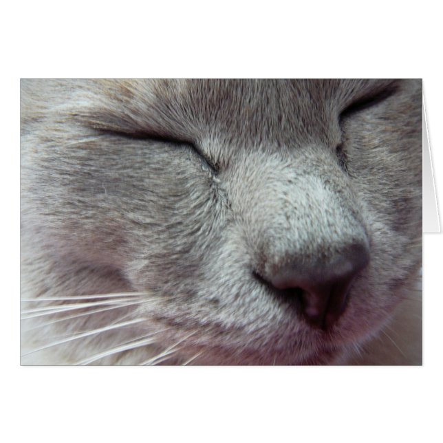 Le visage de Chat (Devant horizontal)