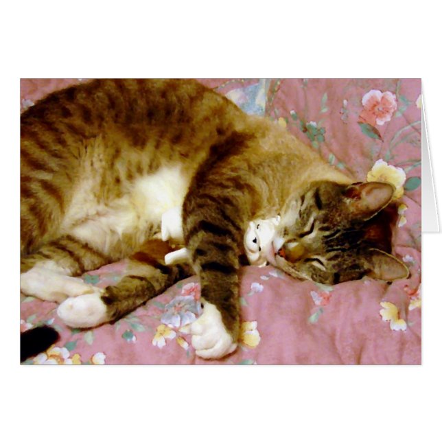 Le vrai chat, le faux chat (Devant horizontal)